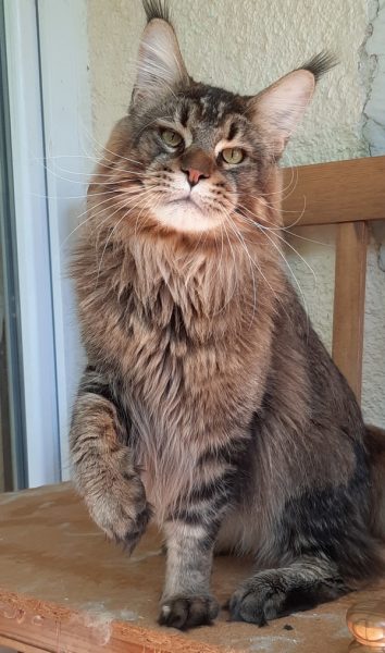 maine-coon-cat2