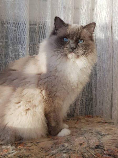 Ragdoll Cats - Ilouane Myboo